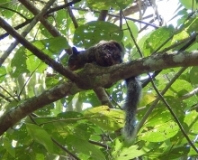 Imagen Ardilla - Bosque Pacoche